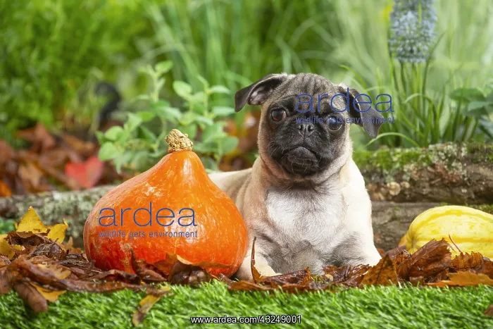: Pug outdoors in the garden : Pug outdoors in the garden