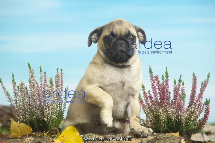 : Pug outdoors in the garden : Pug outdoors in the garden