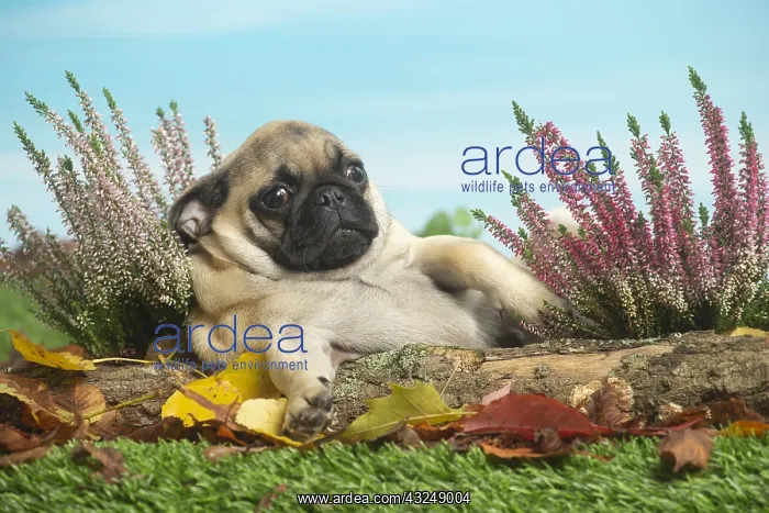 : Pug outdoors in the garden : Pug outdoors in the garden