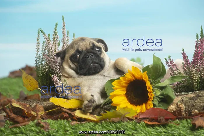: Pug outdoors in the garden : Pug outdoors in the garden