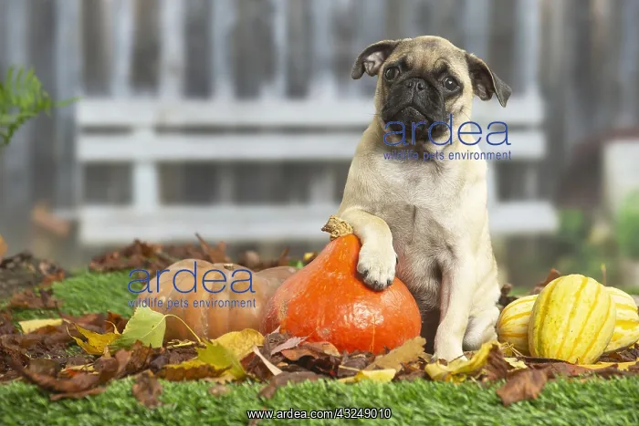 : Pug outdoors in the garden : Pug outdoors in the garden