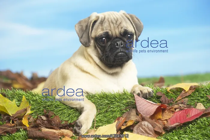 : Pug outdoors in the garden : Pug outdoors in the garden