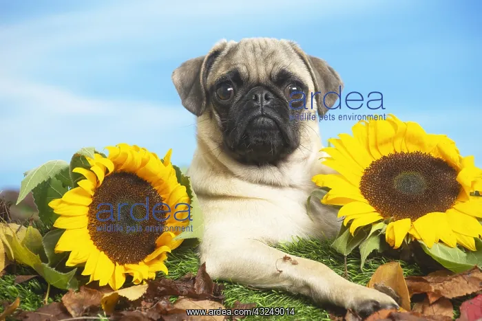 : Pug outdoors in the garden lying down between sunflowers : Pug outdoors in the garden lying down between sunflowers