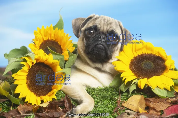 : Pug outdoors in the garden lying down between sunflowers : Pug outdoors in the garden lying down between sunflowers