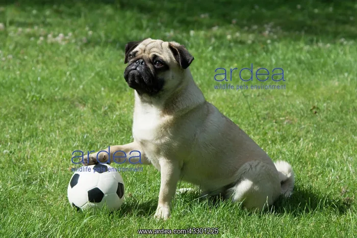: Pug with its paw on a football : Pug with its paw on a football