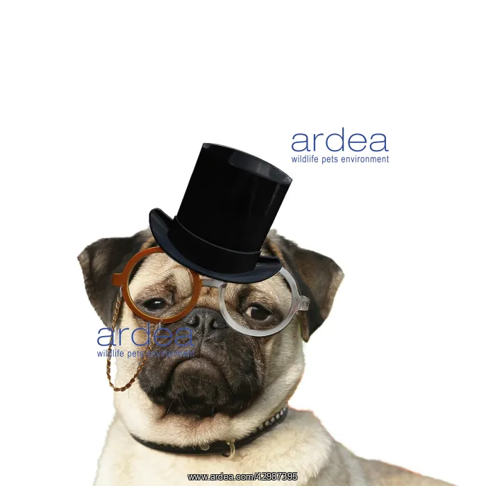 : Pug, portrait with top hat glasses : Pug, portrait with top hat glasses