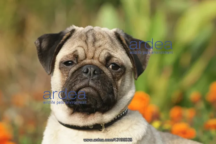 : Pug, portrait Mops, Canis lupus f. familiaris, Portr&, x4d2c; : Pug, portrait Mops, Canis lupus f. familiaris, Portr&, x4d2c;