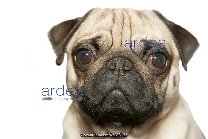 : Pug, portrait Portrait eines Mopses : Pug, portrait Portrait eines Mopses
