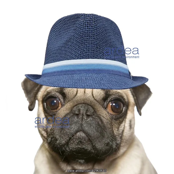 : Pug, portrait wearing blue hat : Pug, portrait wearing blue hat