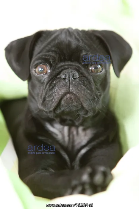 : Pug puppy, 4 months, in bed, portrait Mopswelpe : Pug puppy, 4 months, in bed, portrait Mopswelpe