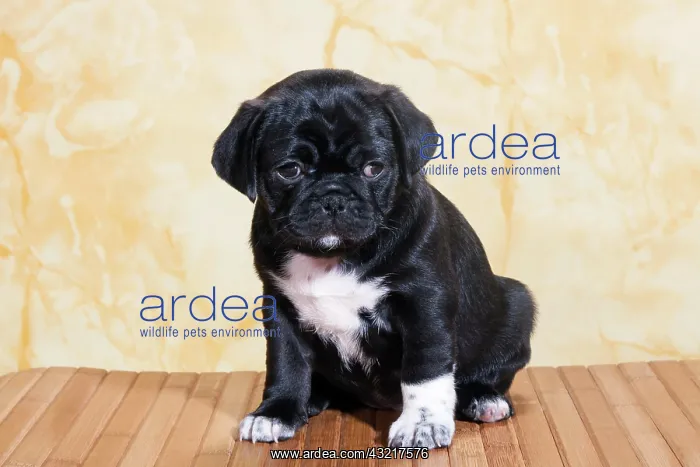 : Pug, puppy : Pug, puppy