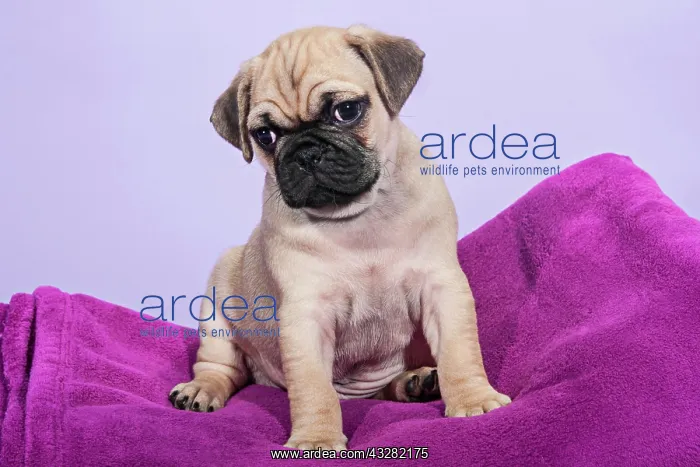 : Pug, puppy : Pug, puppy