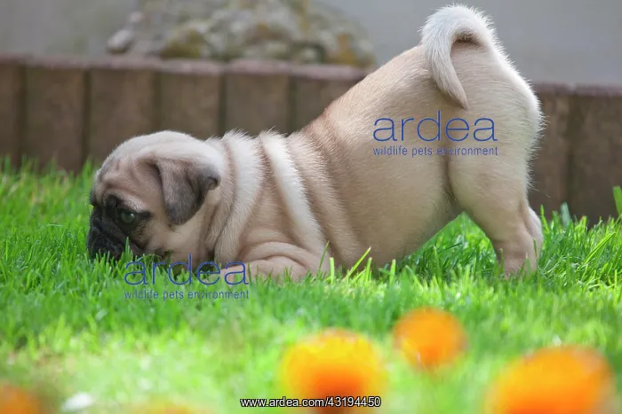 : Pug, puppy, game call : Pug, puppy, game call