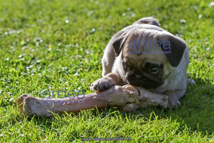  : Pug, puppy on a large bone, Germany, Europe