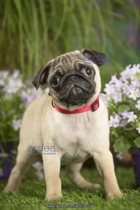  : Pug puppy outdoors