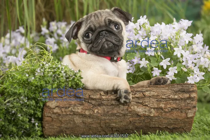  : Pug puppy outdoors