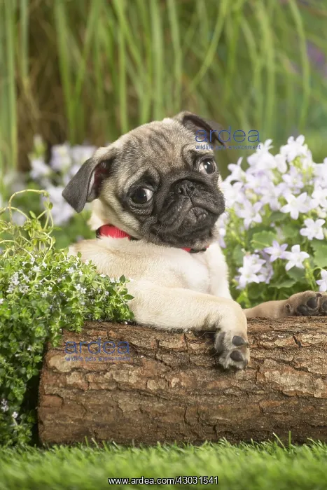  : Pug puppy outdoors