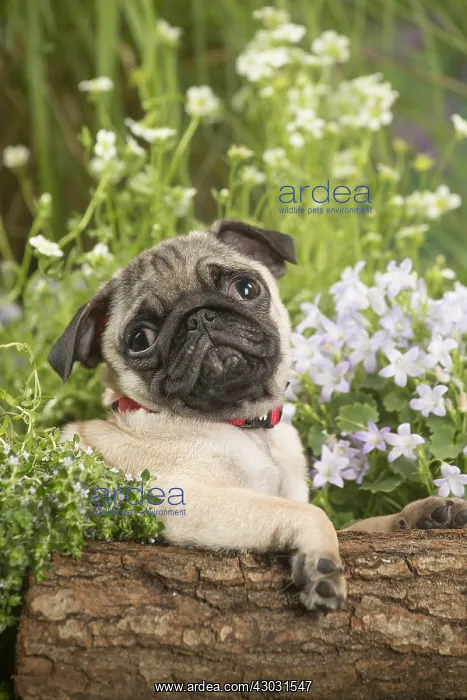  : Pug puppy outdoors