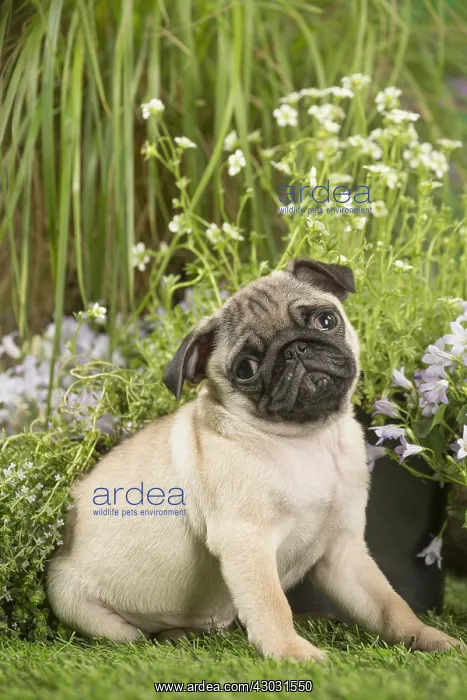  : Pug puppy outdoors