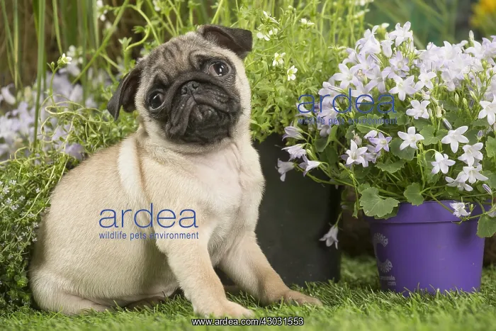  : Pug puppy outdoors
