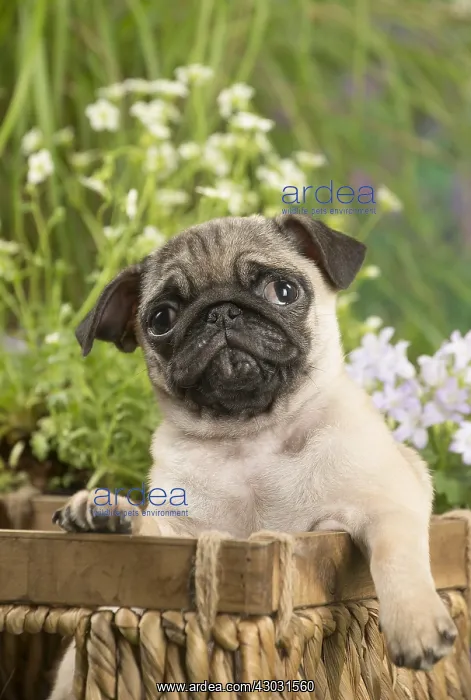  : Pug puppy outdoors