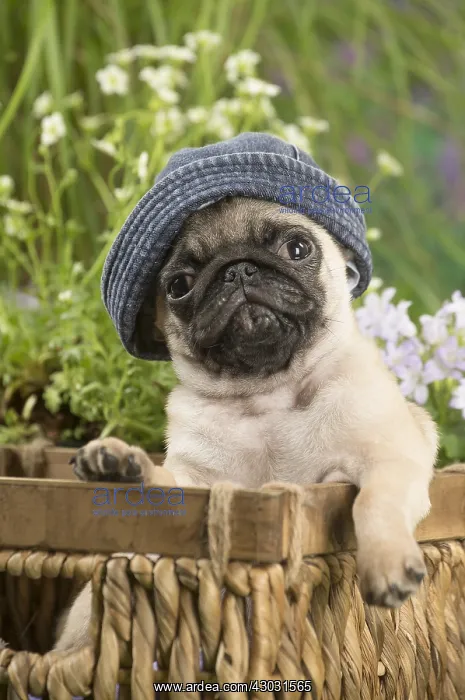  : Pug puppy outdoors