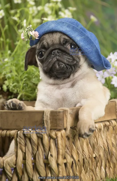 : Pug puppy outdoors