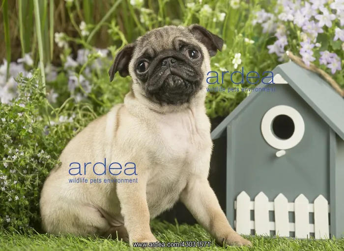  : Pug puppy outdoors