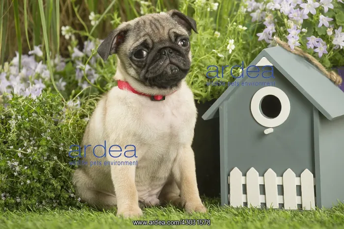  : Pug puppy outdoors