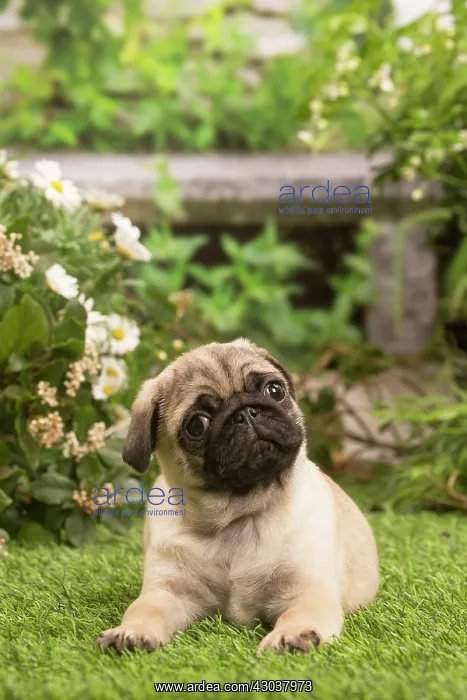 : Pug puppy outdoors in the garden : Pug puppy outdoors in the garden