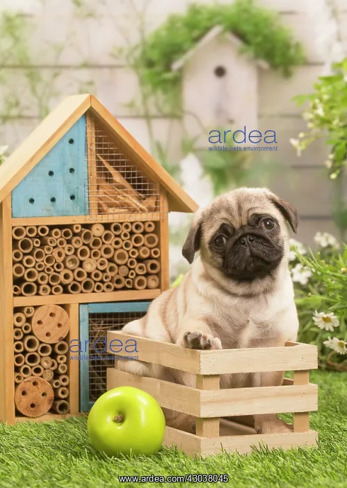 : Pug puppy outdoors in the garden : Pug puppy outdoors in the garden