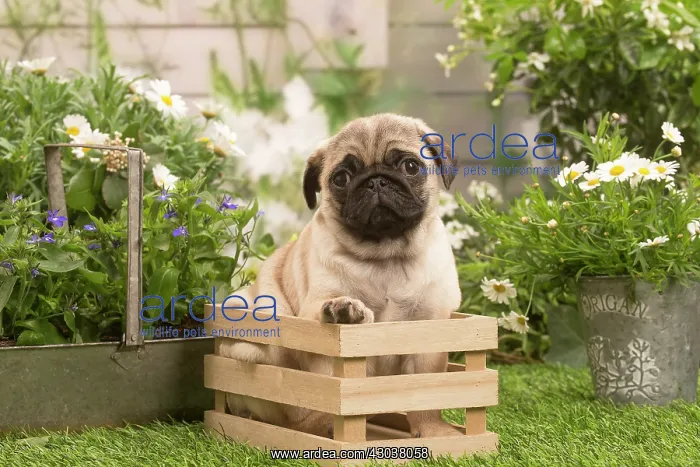 : Pug puppy outdoors in the garden : Pug puppy outdoors in the garden
