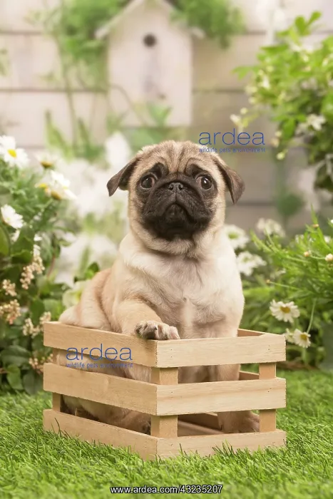 : Pug puppy outdoors in the garden : Pug puppy outdoors in the garden