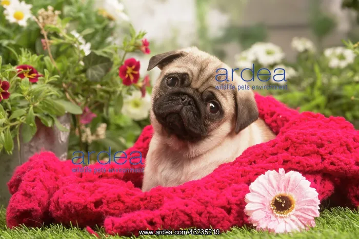 : Pug puppy outdoors in the garden : Pug puppy outdoors in the garden