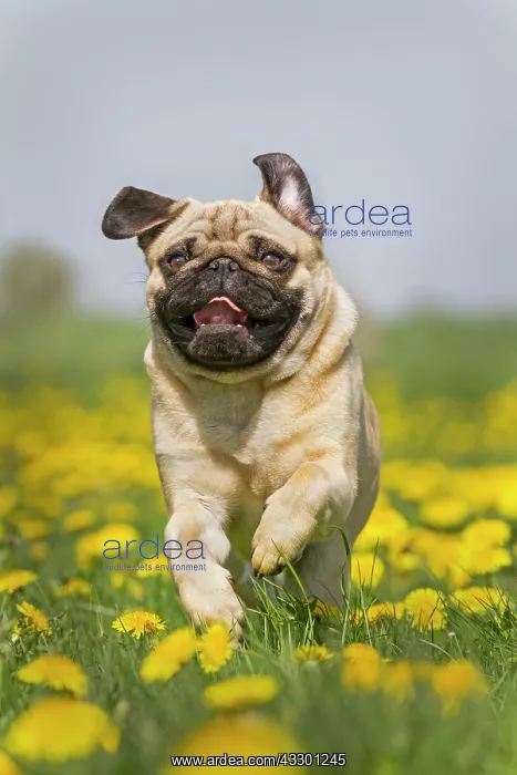 : Pug puppy running in a dandelion meadow, Germany : Pug puppy running in a dandelion meadow, Germany
