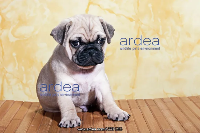 : Pug, puppy, sitting : Pug, puppy, sitting