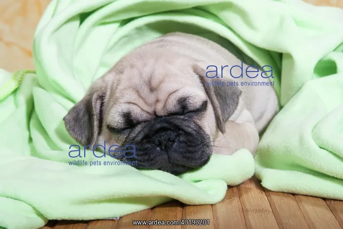 : Pug, puppy, sleeping with a blanket : Pug, puppy, sleeping with a blanket