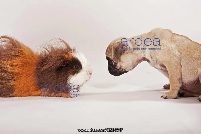 : Pug puppy and a Swiss Teddy guinea pig looking at : Pug puppy and a Swiss Teddy guinea pig looking at