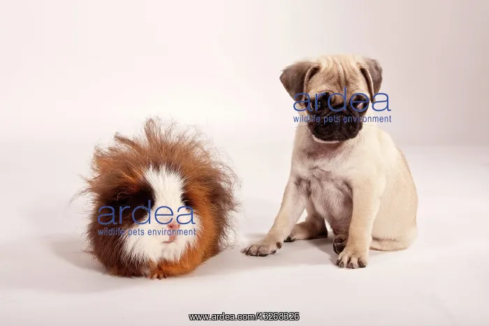 : Pug puppy and a Swiss Teddy guinea pig sitting side : Pug puppy and a Swiss Teddy guinea pig sitting side