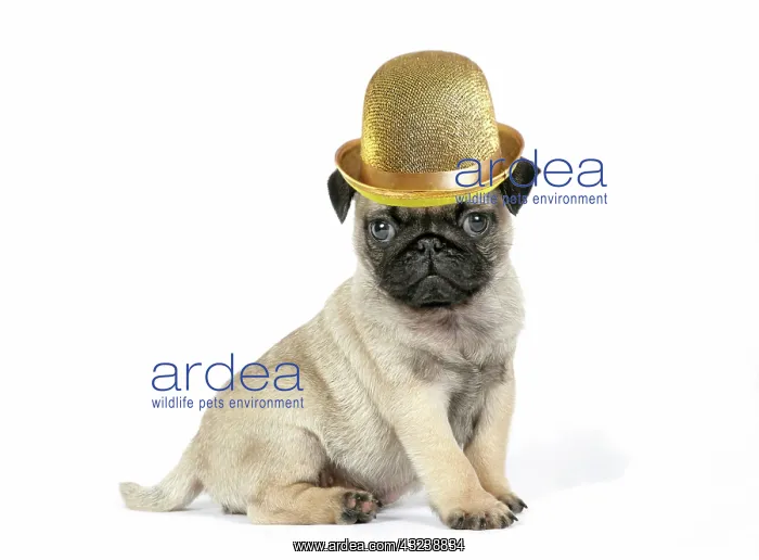 : Pug puppy wearing a gold bowler hat : Pug puppy wearing a gold bowler hat