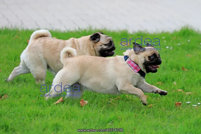 : Pug running, rose garden, Westfalenhalle, Dortmund : Pug running, rose garden, Westfalenhalle, Dortmund