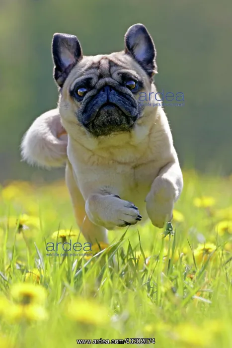 : Pug runs in a dandelion meadow, Germany, Europe : Pug runs in a dandelion meadow, Germany, Europe