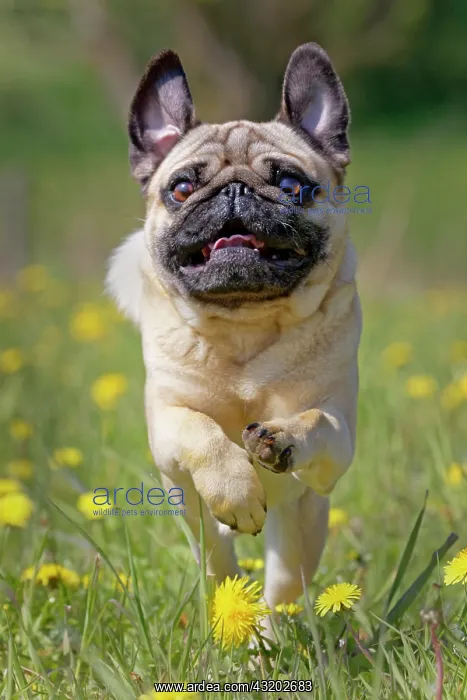 : Pug runs in a dandelion meadow, Germany, Europe : Pug runs in a dandelion meadow, Germany, Europe