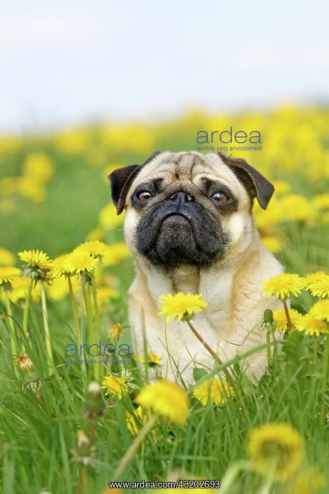  : Pug sits in a dandelion meadow, Germany, Europe