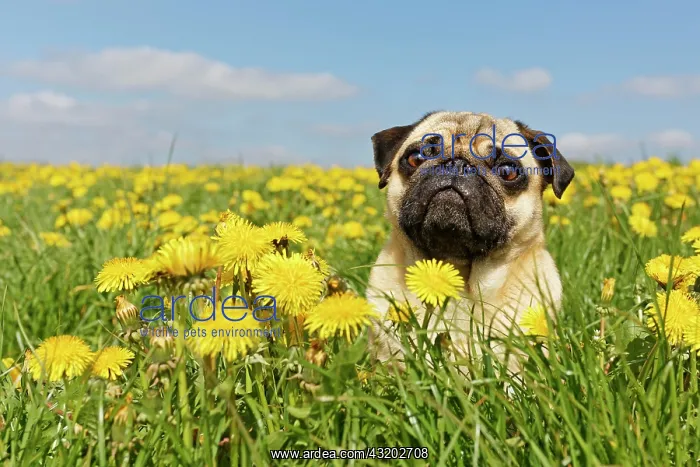: Pug sits in a dandelion meadow, Germany, Europe : Pug sits in a dandelion meadow, Germany, Europe