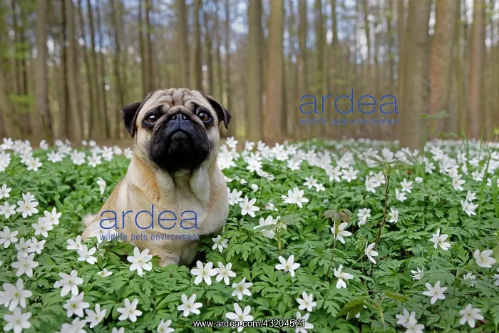 : Pug sitting in meadow with wood anemones, Schleswig-Holstein : Pug sitting in meadow with wood anemones, Schleswig-Holstein