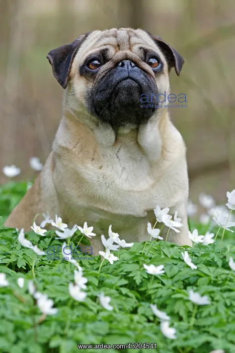 : Pug sitting in meadow with wood anemones, Schleswig-Holstein : Pug sitting in meadow with wood anemones, Schleswig-Holstein