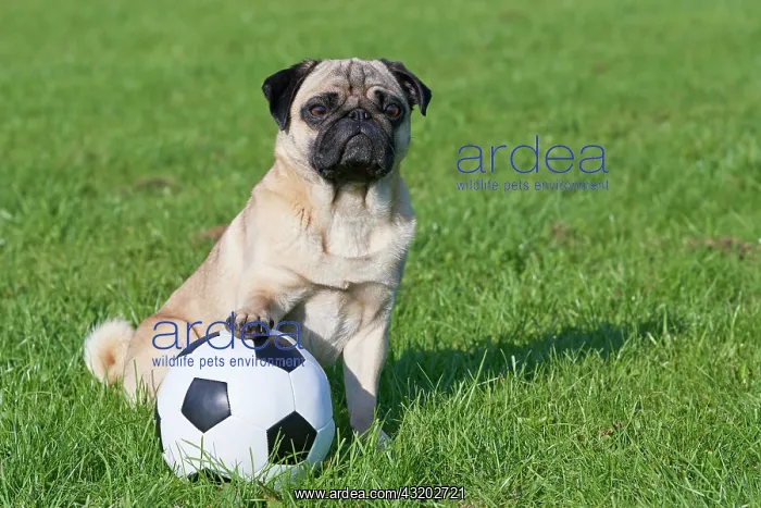 : Pug with soccer ball Mops mit Fu&, xdf;ball : Pug with soccer ball Mops mit Fu&, xdf;ball
