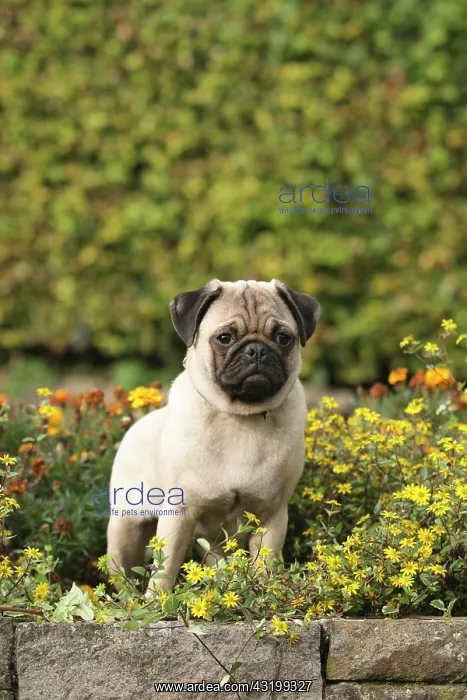 : Pug standing on a wall between flowers Mops, Canis : Pug standing on a wall between flowers Mops, Canis