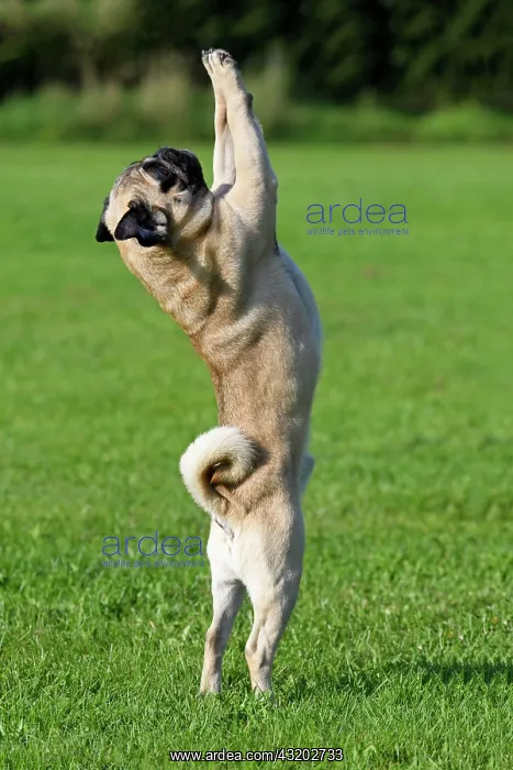 : Pug stands on hind legs Mops : Pug stands on hind legs Mops